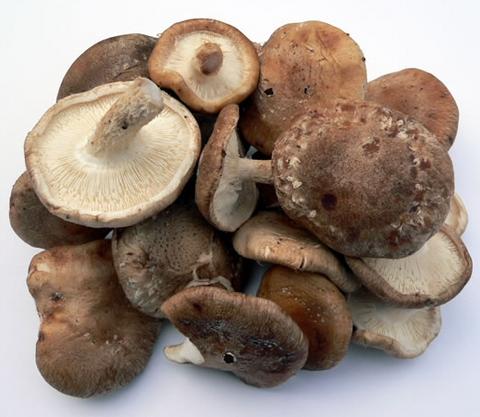 Las setas o champiñones: Alimentación curativa