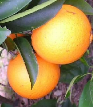 naranja