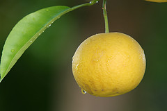 La dieta del pomelo
