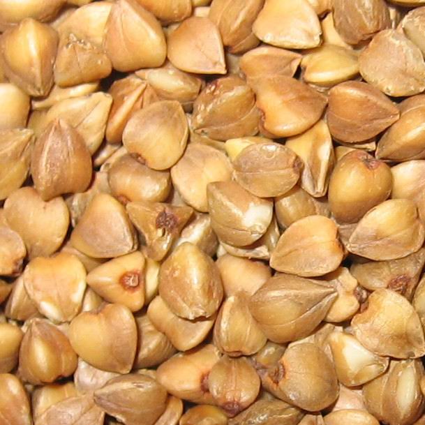 El trigo: Un cereal nutritivo